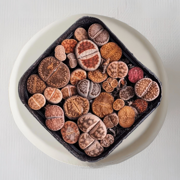 Lithops - living stone plant set